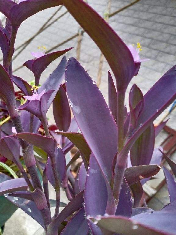 葉子美過花，簡單5個方面，輕鬆養好紫竹梅