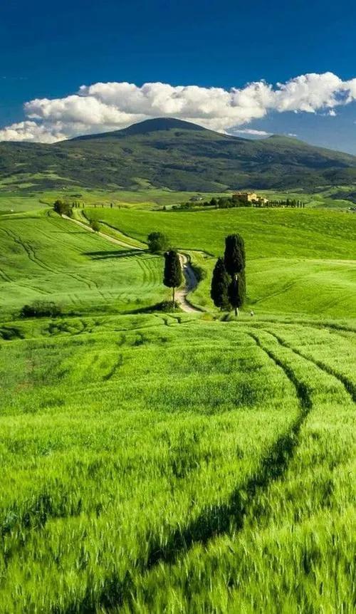 綠色大草原 綠色大草原
