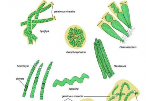為何人類只探索了5%的海洋?人類在深海中,都發現了什麼? 為何人類只探索了5%的海洋?人類在深海中,都發現了什麼?