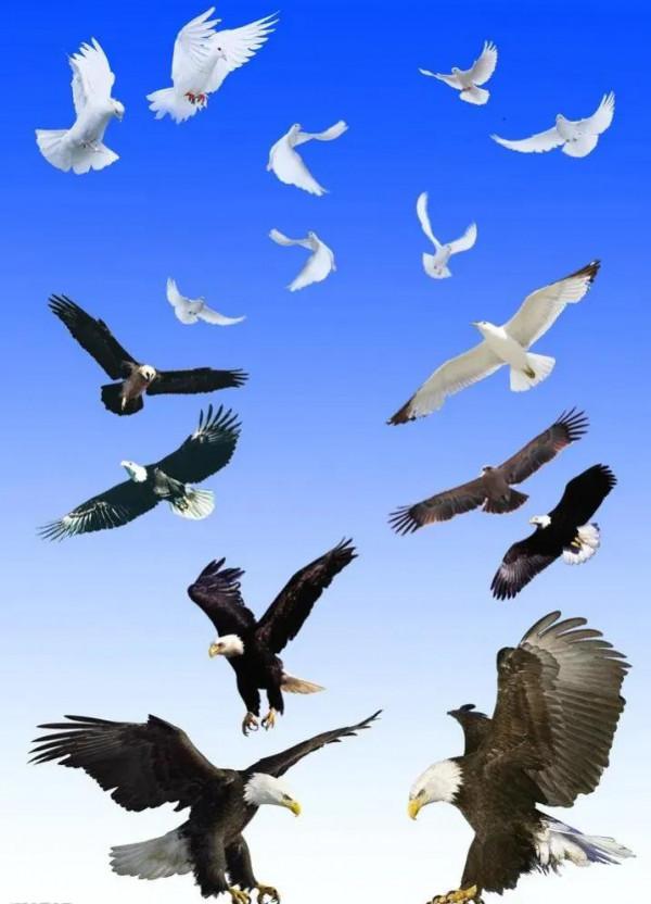 100幅美麗的鳥圖欣賞