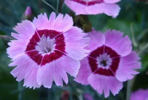 世界金獎醉美的花卉