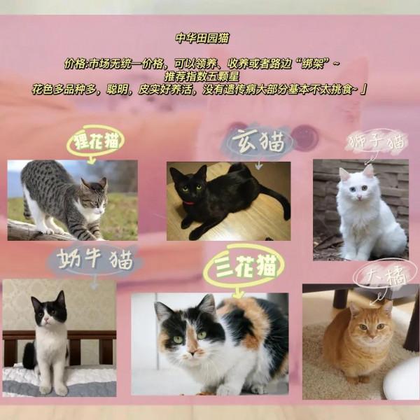 新手怎麼養貓之貓貓的種類