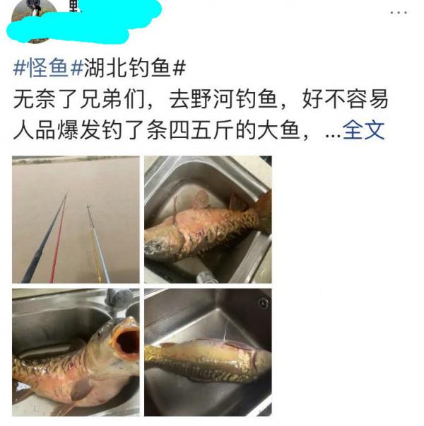 湖北男子釣回來了一條大魚，卻被全家人“嫌棄”，並要他把魚丟了