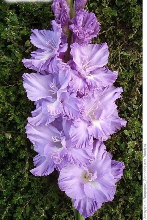 搖曳多姿的劍蘭 搖曳多姿的劍蘭