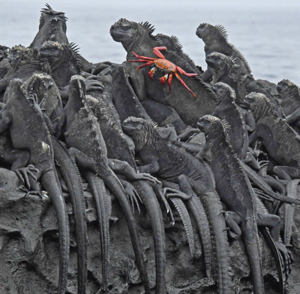 30張活久見的照片,兩棵大樹緊緊地抱在一起,阿里和泰森差距很大 30張活久見的照片,兩棵大樹緊緊地抱在一起,阿里和泰森差距很大