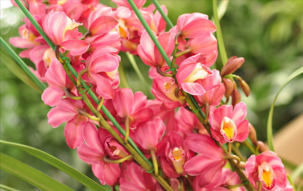 14種“過年花”，一個比一個大氣美麗，喜慶吉祥，超有幸福感