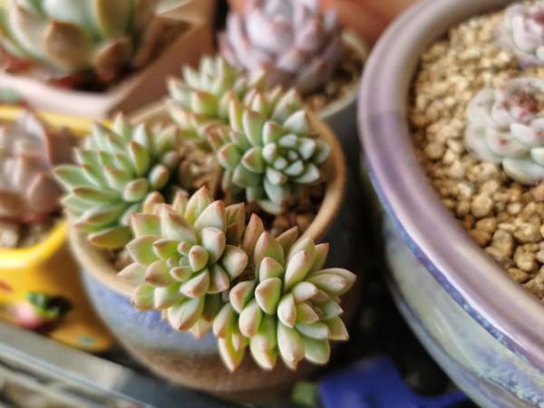 感謝遇見——在彼此的生命裡丰姿綻放