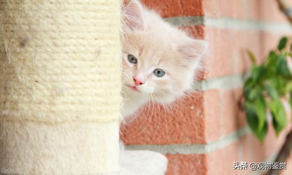 主人生氣不理貓幾天了會怎樣