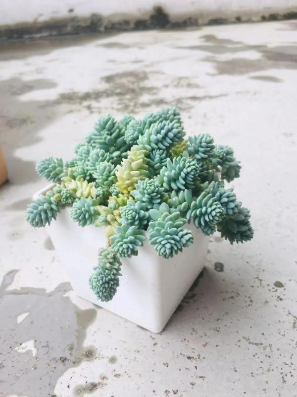 你瞭解多肉植物嗎？