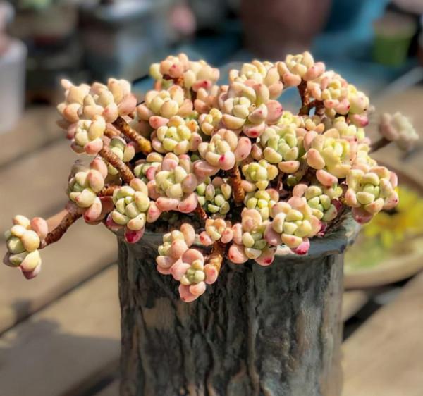 8種多肉顏值高,還帶有迷人香氣,肉友們養了幾種? 8種多肉顏值高,還帶有迷人香氣,肉友們養了幾種?