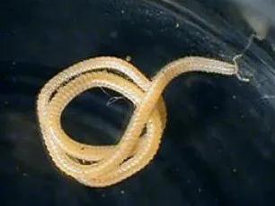 腳腳最多的動物 腳腳最多的動物