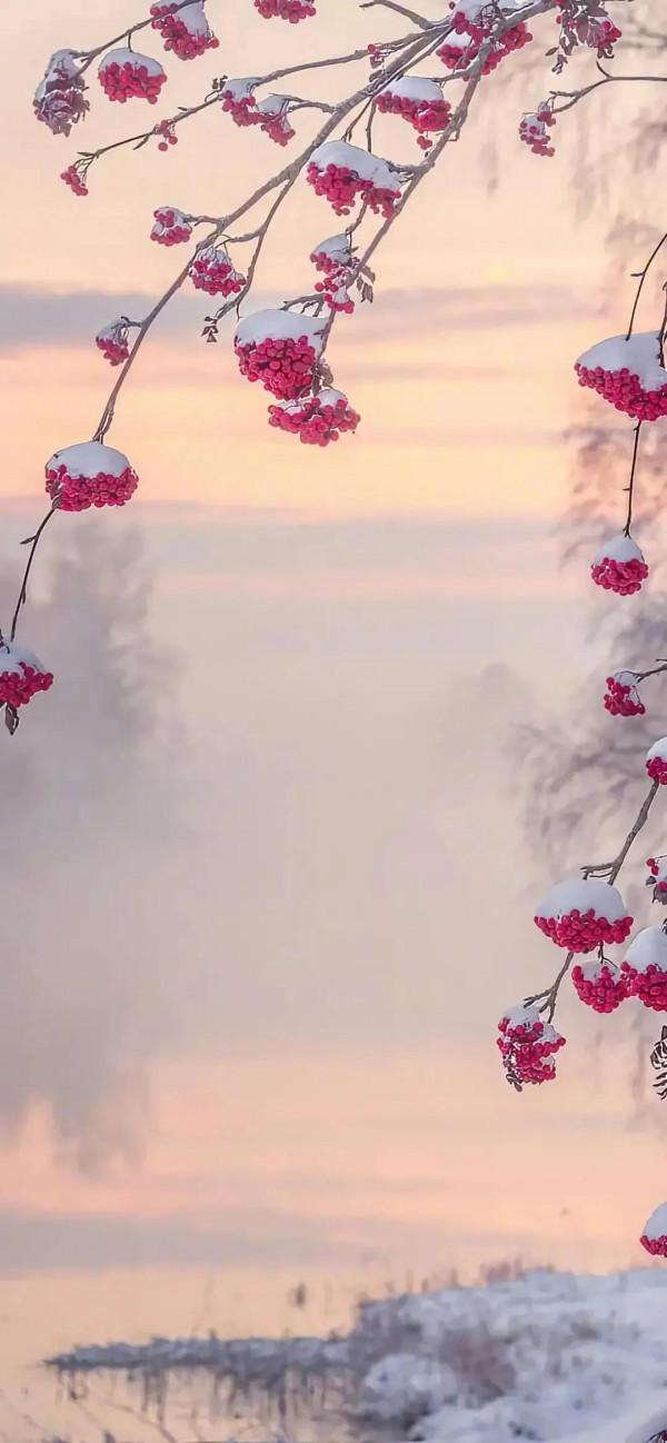 桌布：夢裡雪鄉