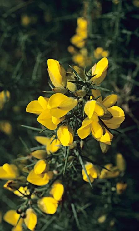 金雀花一一你吃過嗎？