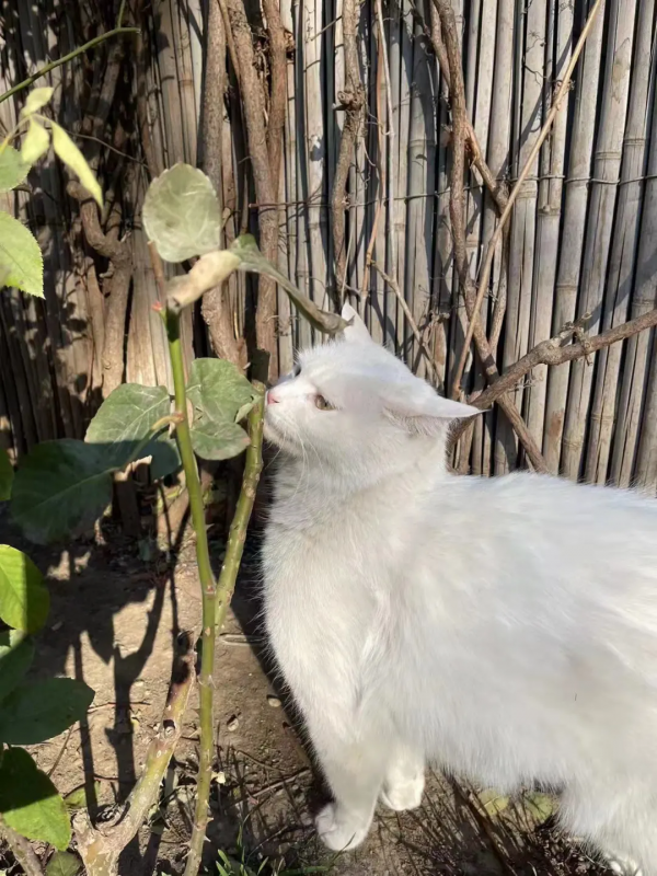 小嶽嶽：你知道我為了紅有多努力嗎？