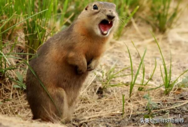 走紅網路的動物排行榜“國寶”上榜 海洋選手也參賽 走紅網路的動物排行榜“國寶”上榜 海洋選手也參賽