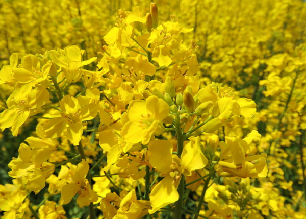 中國農業為什麼離不開生物刺激劑?生物刺激劑有何廣闊前景? 中國農業為什麼離不開生物刺激劑?生物刺激劑有何廣闊前景?