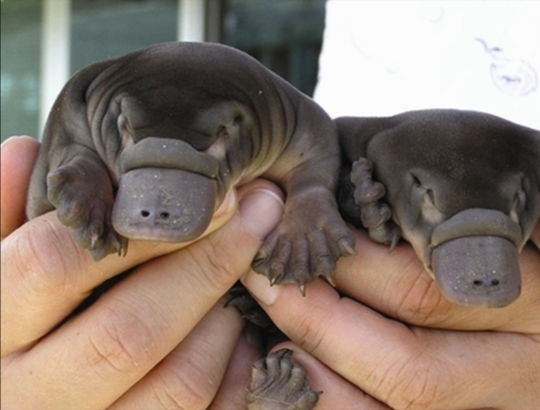20個關於動物的有趣知識,有些動物居然牽著手睡覺 20個關於動物的有趣知識,有些動物居然牽著手睡覺
