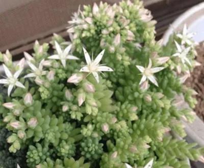 50種多肉開花欣賞，你養的開花了嗎？快來曬曬