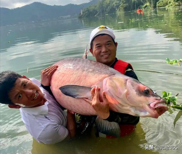 廣西一男子野釣遇“怪魚”，專家親自為其解惑，網友：盲目放生