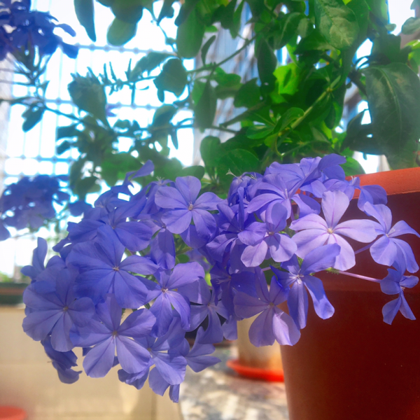 愛養花的男人才不“娘”，實則溫柔又細心，遇到了可別錯過