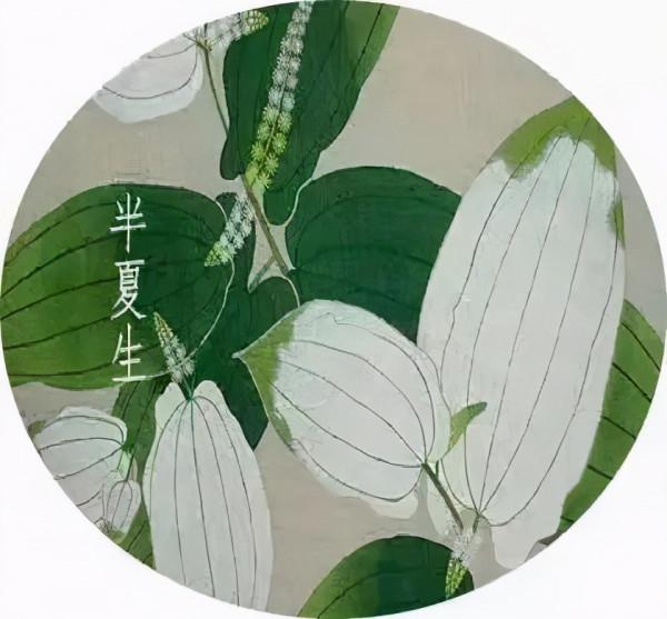 【今日夏至】歲月悠長伴夏鳴,浮華褪盡荷飄香 【今日夏至】歲月悠長伴夏鳴,浮華褪盡荷飄香