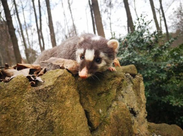 物種百科：鼬獾