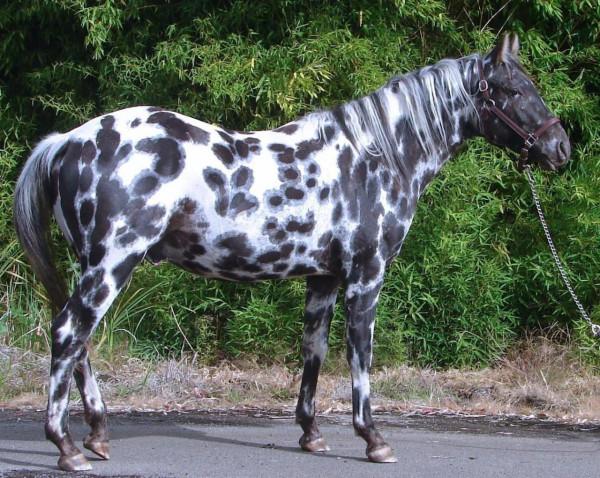 你見過斑點狗，但你見過斑點馬嗎