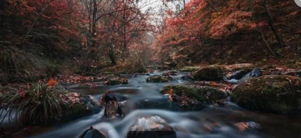 紅葉，唯美風景