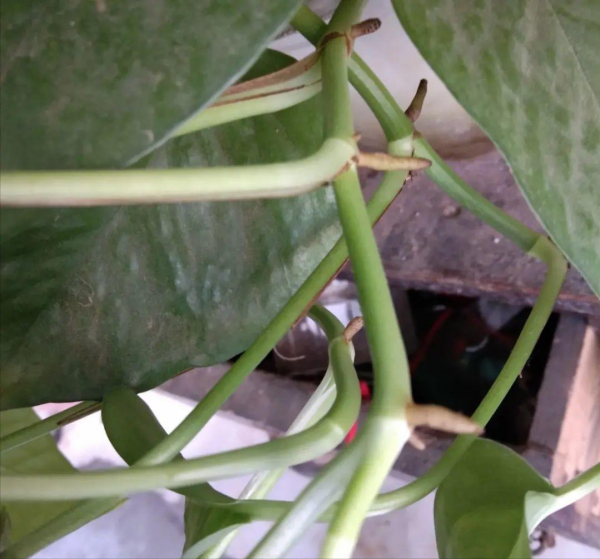 7種花有了“氣生根”，剪下來就活，不用費勁扦插了