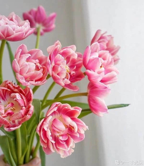 8種“儒雅花”，適合送給老師，氣質優雅有格調