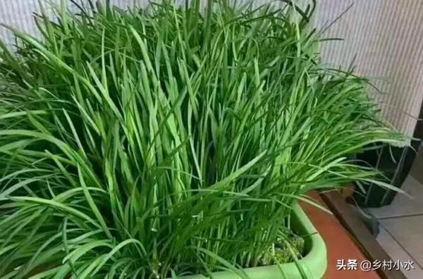 韭菜收割後長勢弱？做好下面4點，韭菜長得黑亮又粗壯