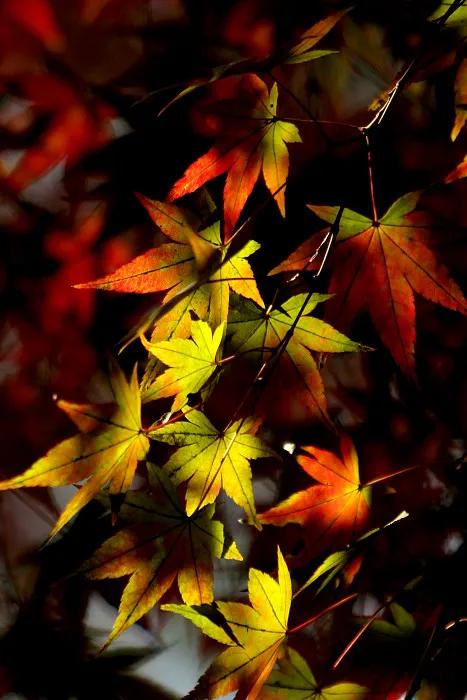 最美的五彩楓葉 最美的五彩楓葉