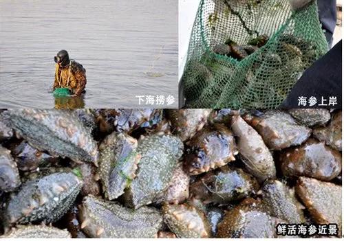 吃有些海鮮的時候別嫌貴,因為它貴不過漁民的命 吃有些海鮮的時候別嫌貴,因為它貴不過漁民的命