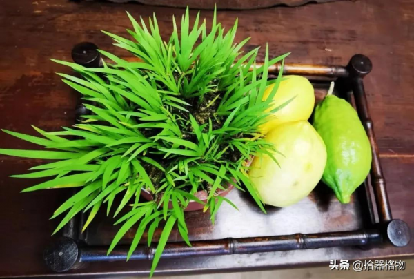 細說菖蒲品種 細說菖蒲品種