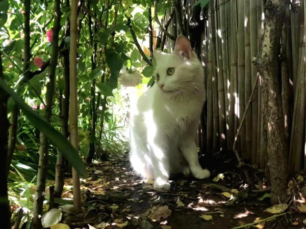 古有“竹林七賢”今有“觀復七閒” 古有“竹林七賢”今有“觀復七閒”