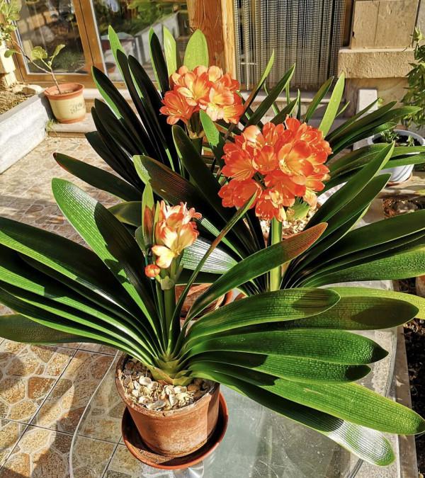 利於健康的吉祥花,建議從這12種裡面選擇,好養大氣有旺宅的寓意 利於健康的吉祥花,建議從這12種裡面選擇,好養大氣有旺宅的寓意