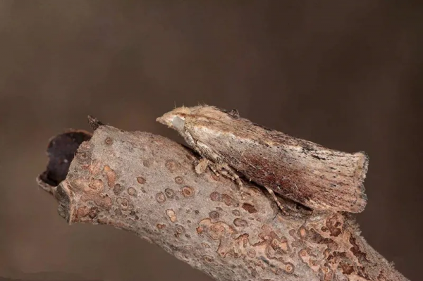 貓的聽力是人類的3倍,你喊它它聽不見?那絕對是它在敷衍你 貓的聽力是人類的3倍,你喊它它聽不見?那絕對是它在敷衍你