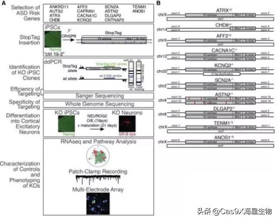 iPS細胞基因編輯流程 iPS細胞基因編輯流程