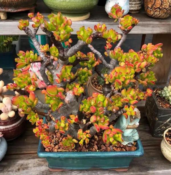 “100種花”適合養在陽臺上，一個比一個好看，還很好養護