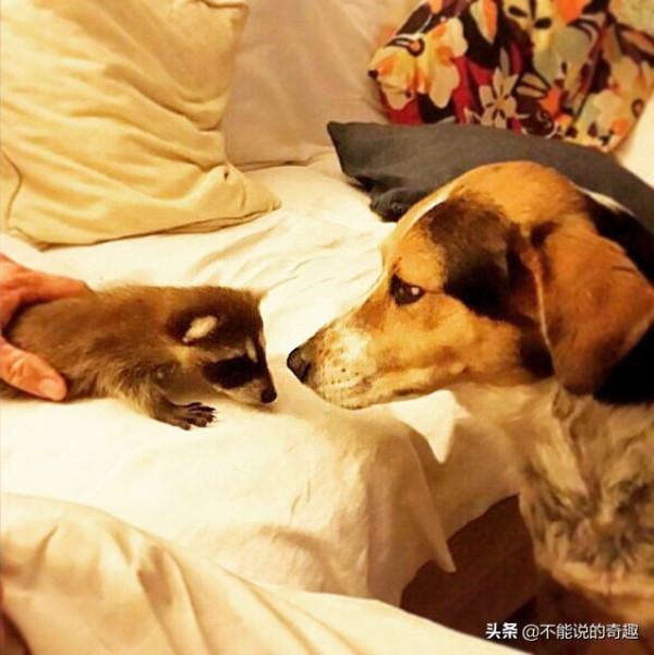 樹上掉下浣熊寶寶,她接納小生命成為家人,見證了一段奇妙的友誼 樹上掉下浣熊寶寶,她接納小生命成為家人,見證了一段奇妙的友誼