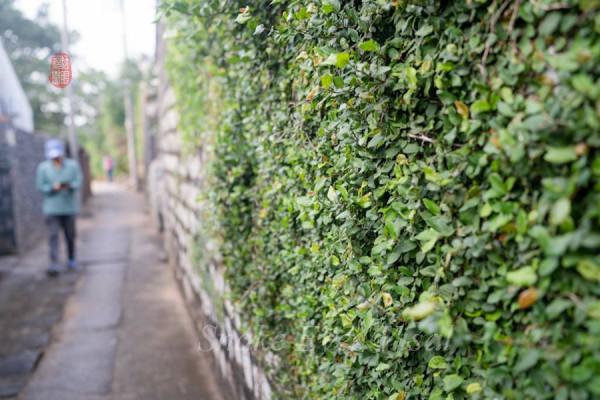 海南古村落----羅驛村