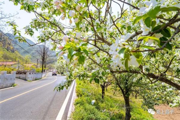 2021年北京“最美鄉村路”出爐!昌平這兩條路上榜! 2021年北京“最美鄉村路”出爐!昌平這兩條路上榜!