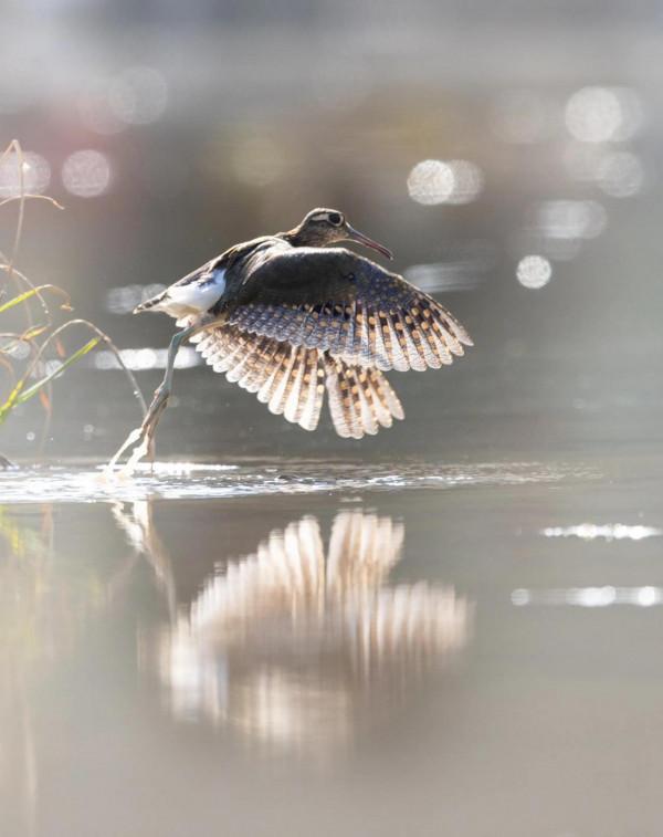 掠影錄彩鷸 掠影錄彩鷸