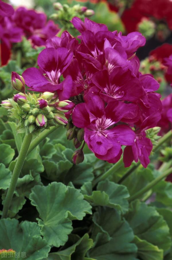 繡繡花兒冬天紅