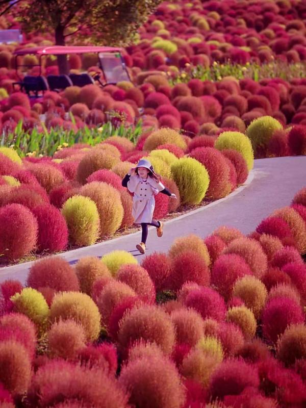 發現一片美得讓人心醉的草，圍觀拍照的人太多，保安都攔不住