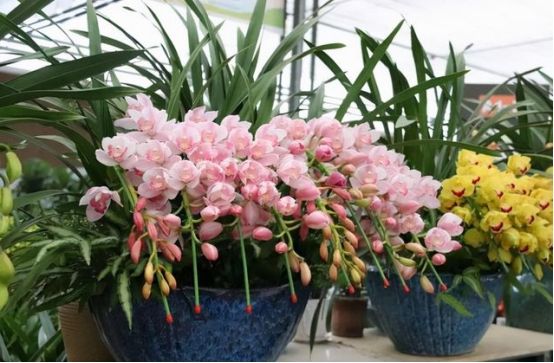 花農青麥澤翁：客廳養花是有講究，來看看吧