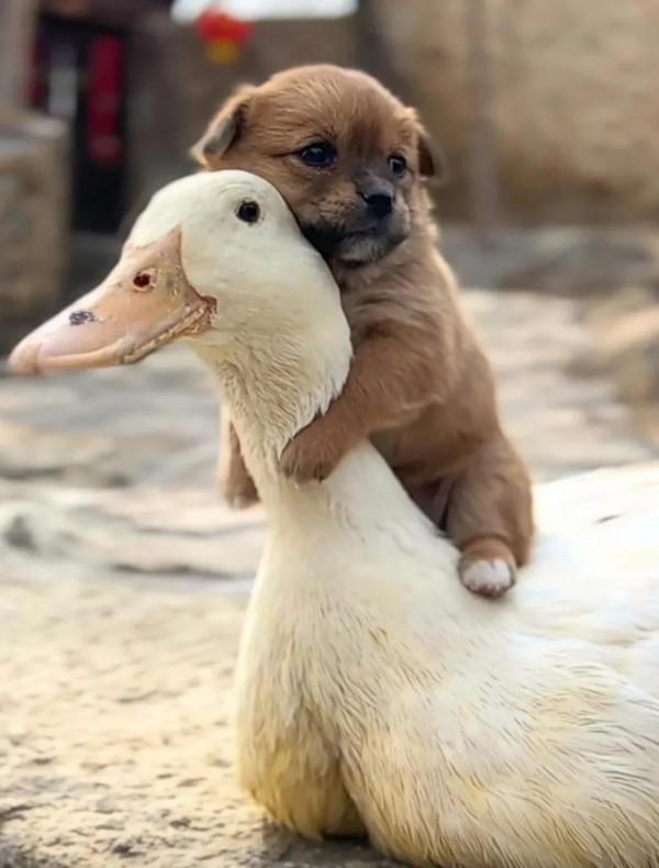 呆萌呆萌的小動物