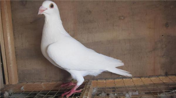 賽鴿賽前是否餵食,如何餵食,主要考慮這幾點 賽鴿賽前是否餵食,如何餵食,主要考慮這幾點