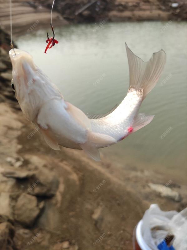 虎年首釣告捷！開竿見板鯽，迎來小爆護