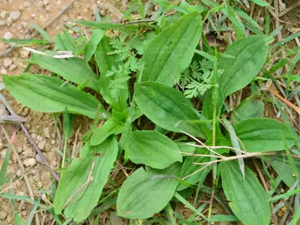 農村有種“尿床草”，嫩莖葉營養價值高，曬乾後一斤10元